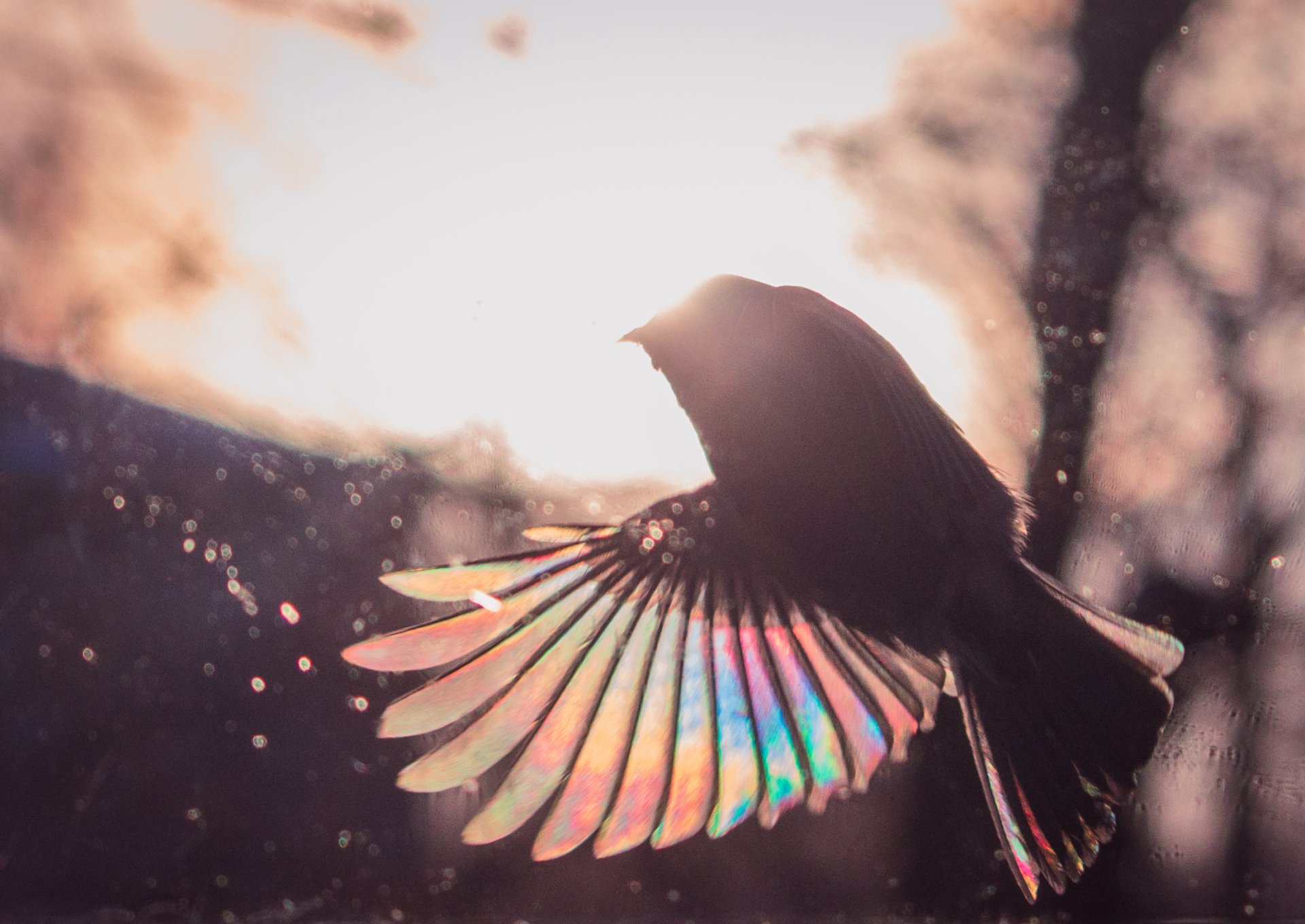 Радуга в крыле