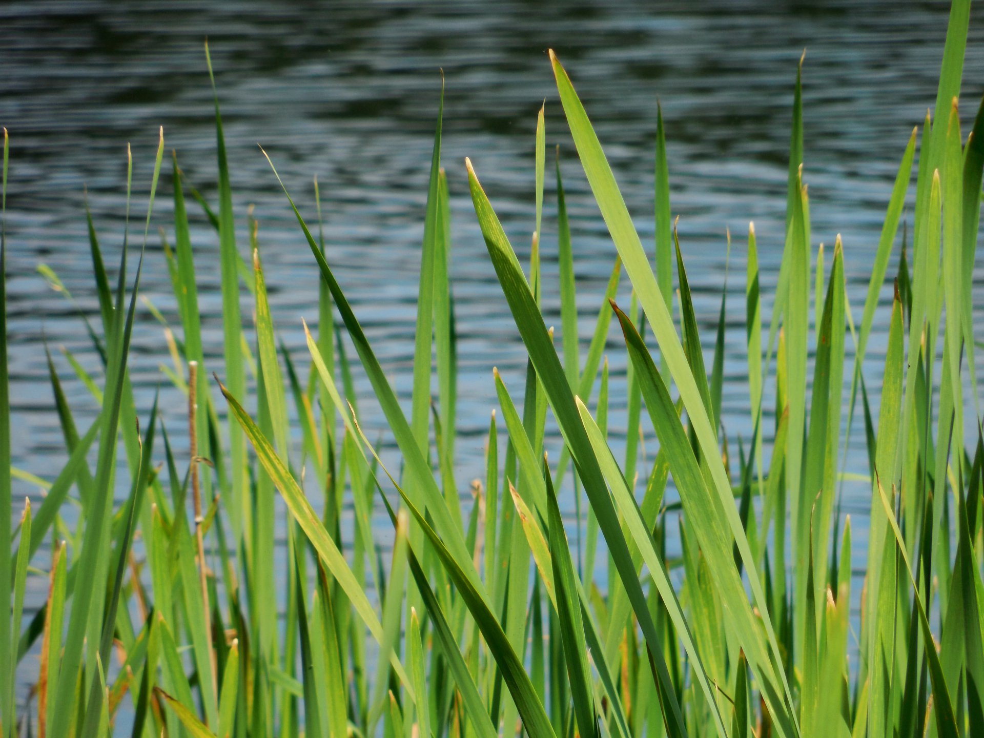 Рогоз на берегу