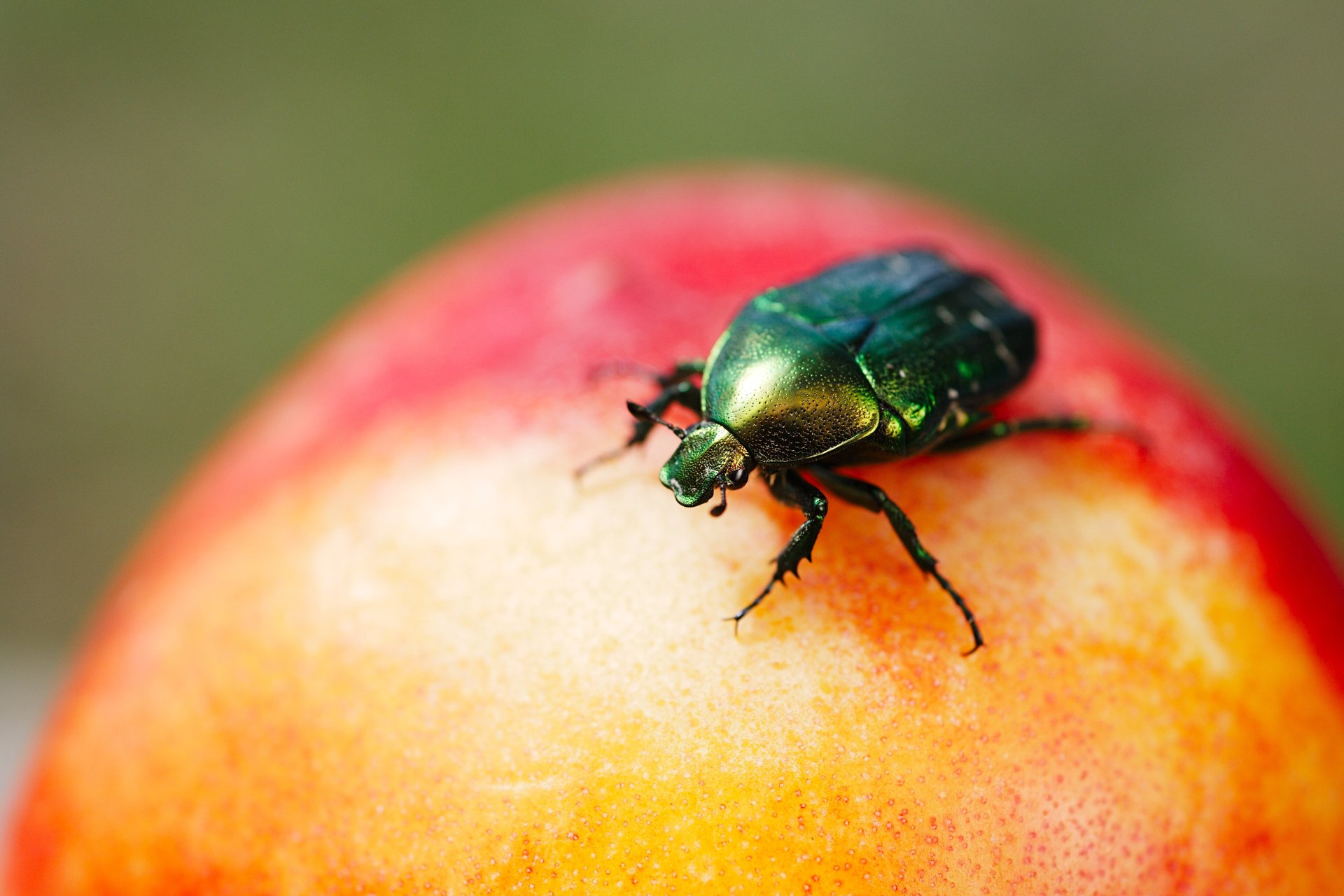 Повелитель красной планеты