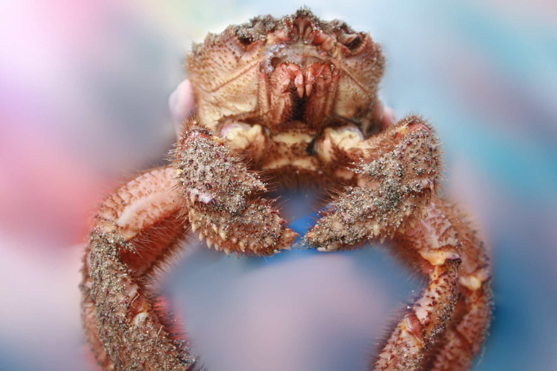 Хозяйн Приморской акватории. Взгляд глаза в глаза -сила морского характера.