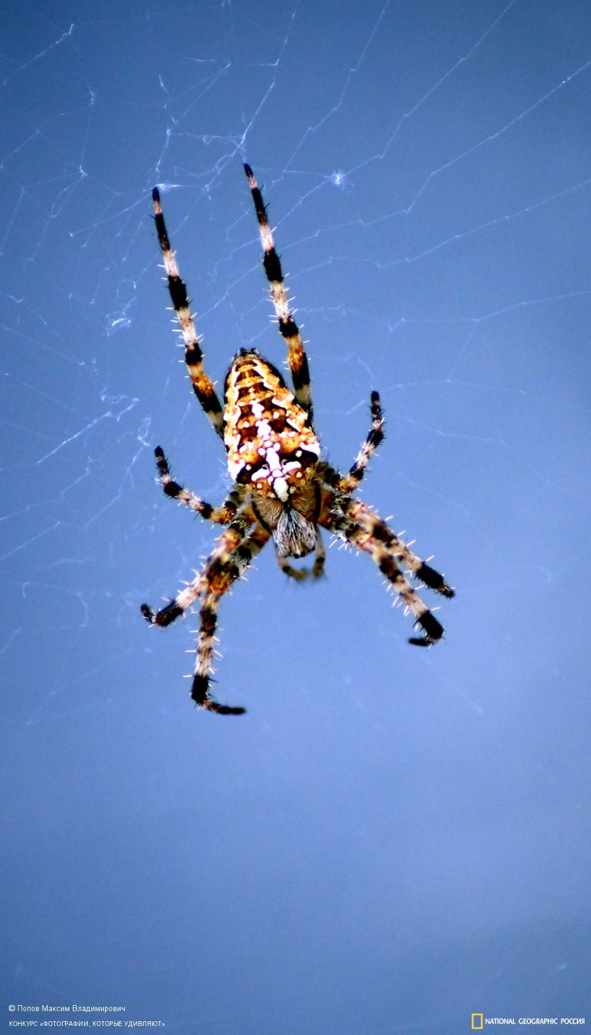 паук на работе