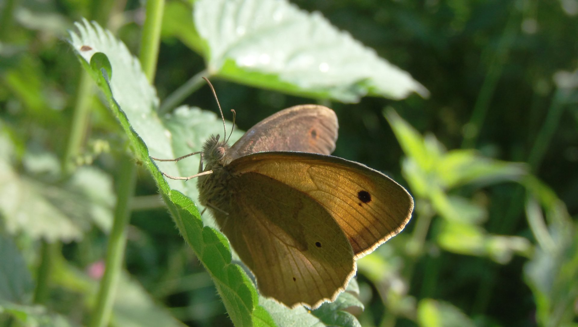Сенница обыкновенная