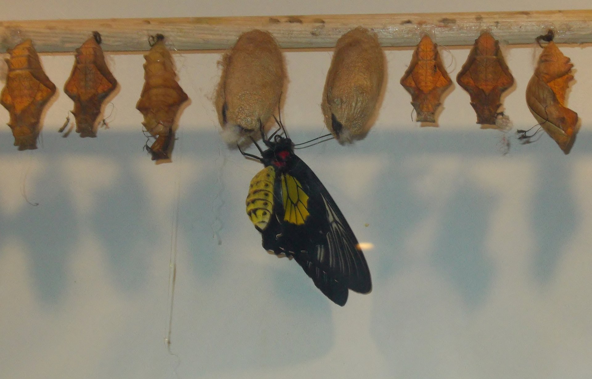 Данаида-монарх