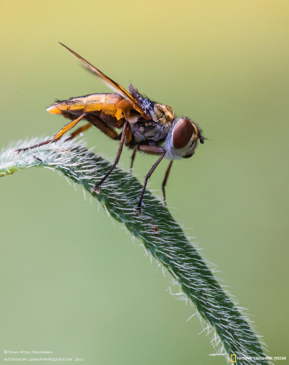 Любительница остренького
