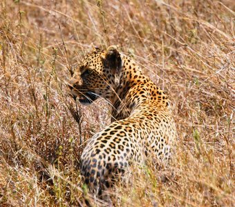 Леопард. Танзания