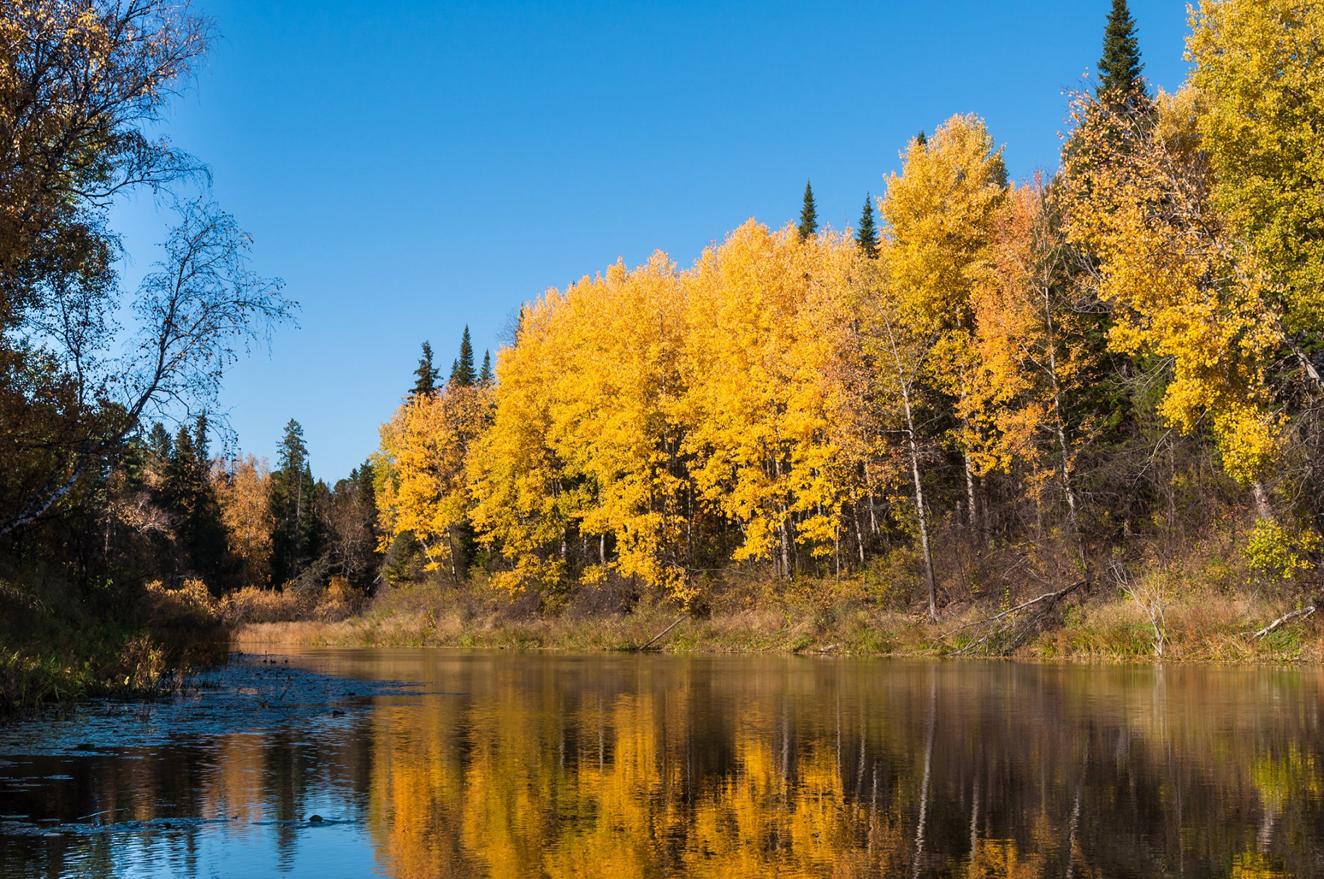 Осень золотая