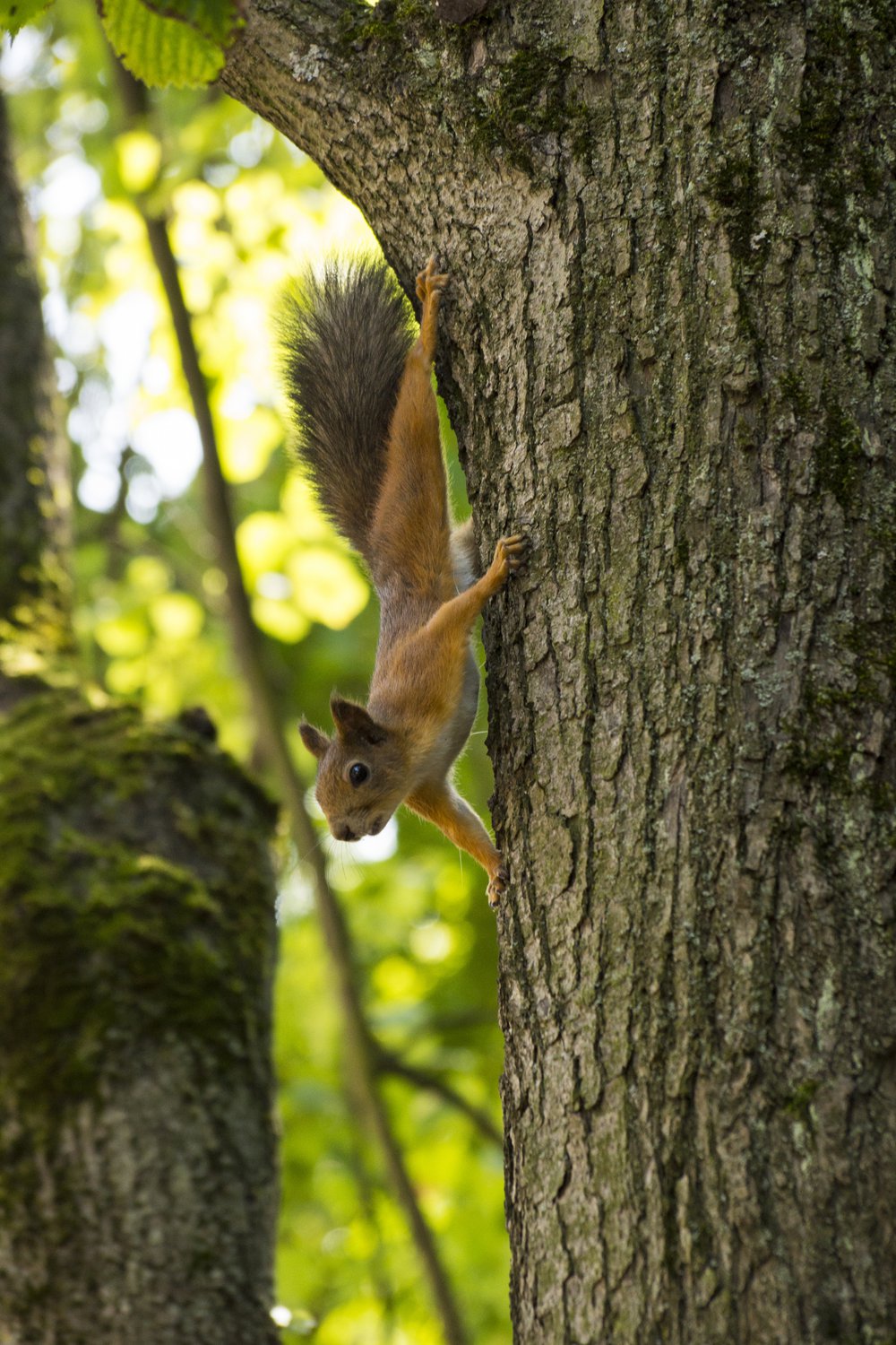 Любопытство