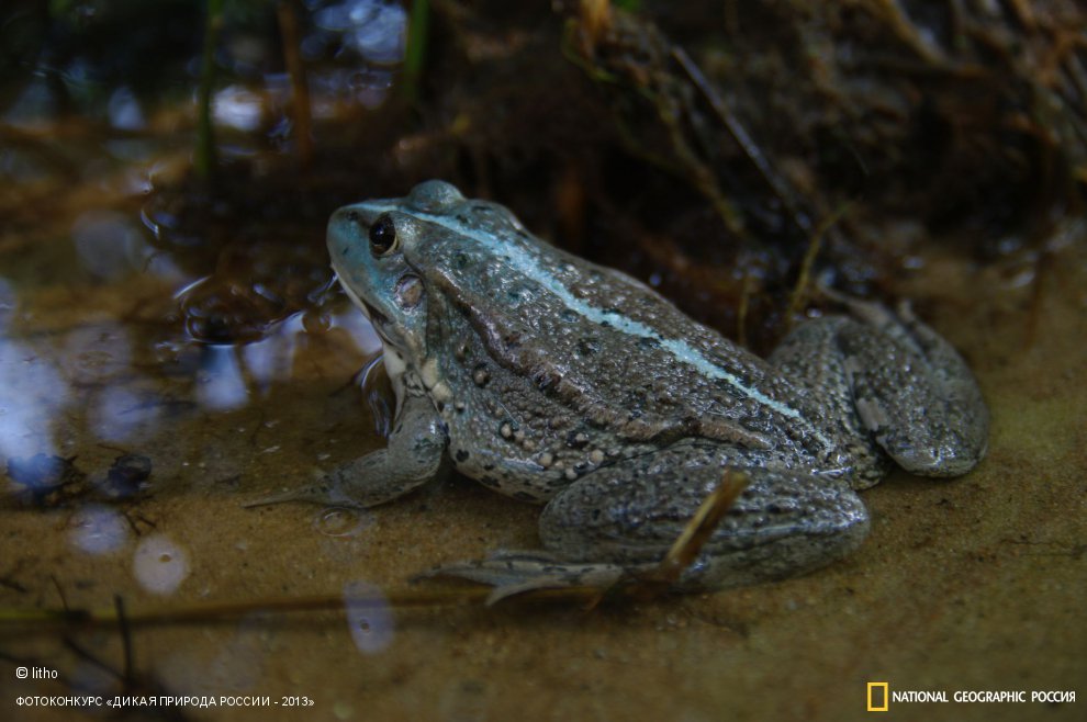 Голубая лягушка - 4