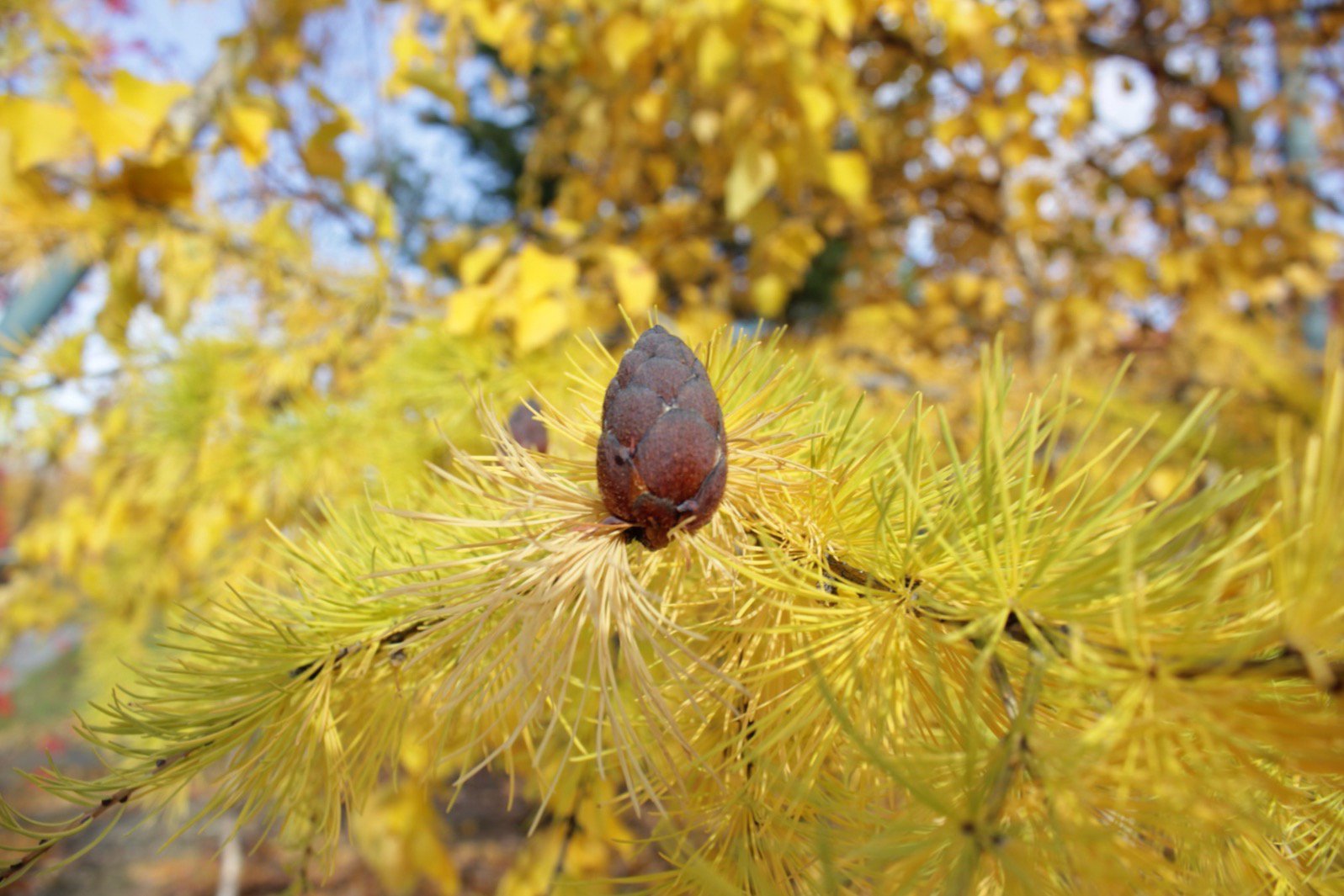 Лиственница осенью