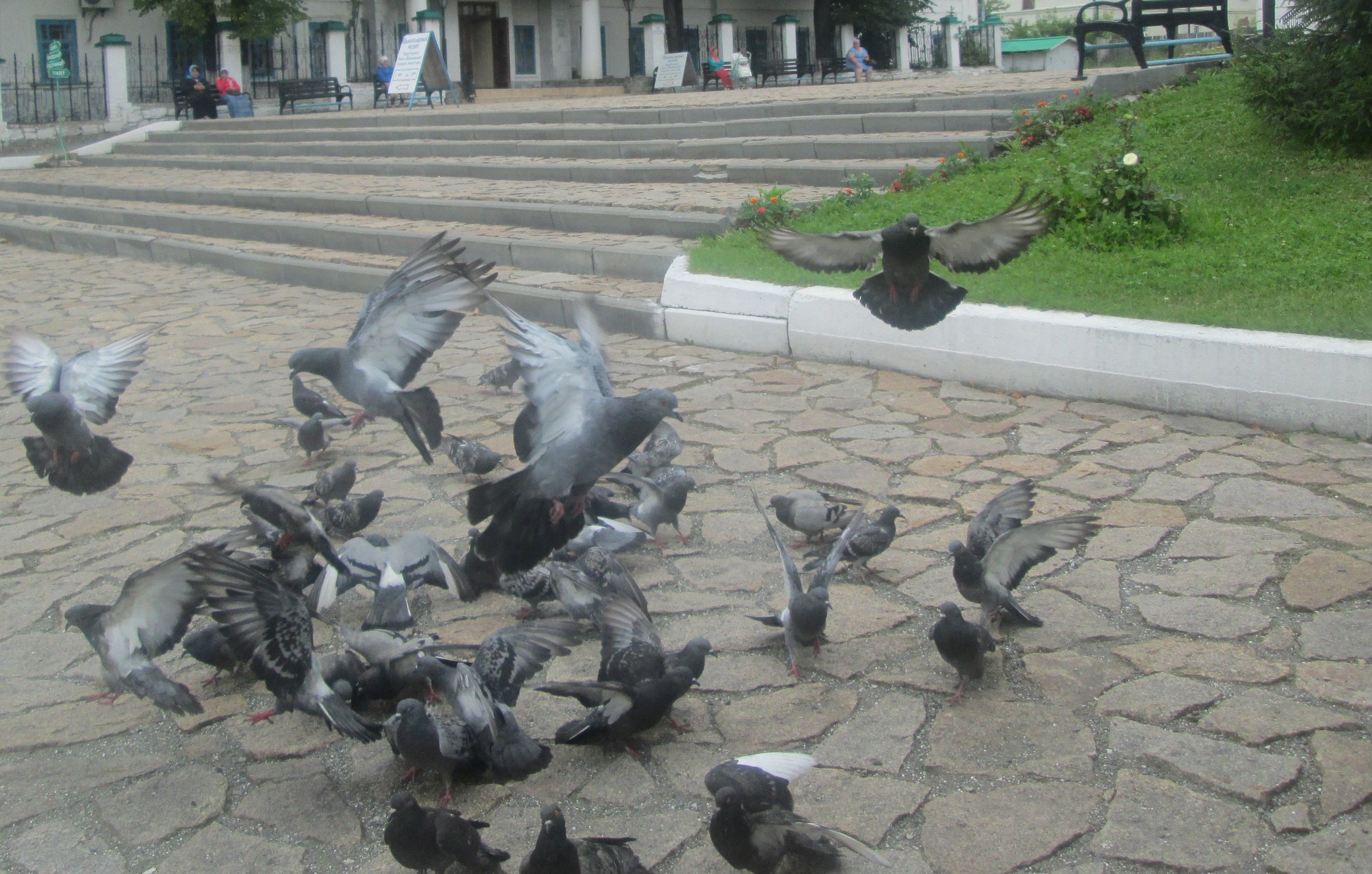 Счастливые голуби