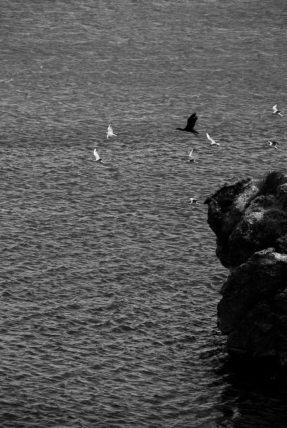 Среди белых.