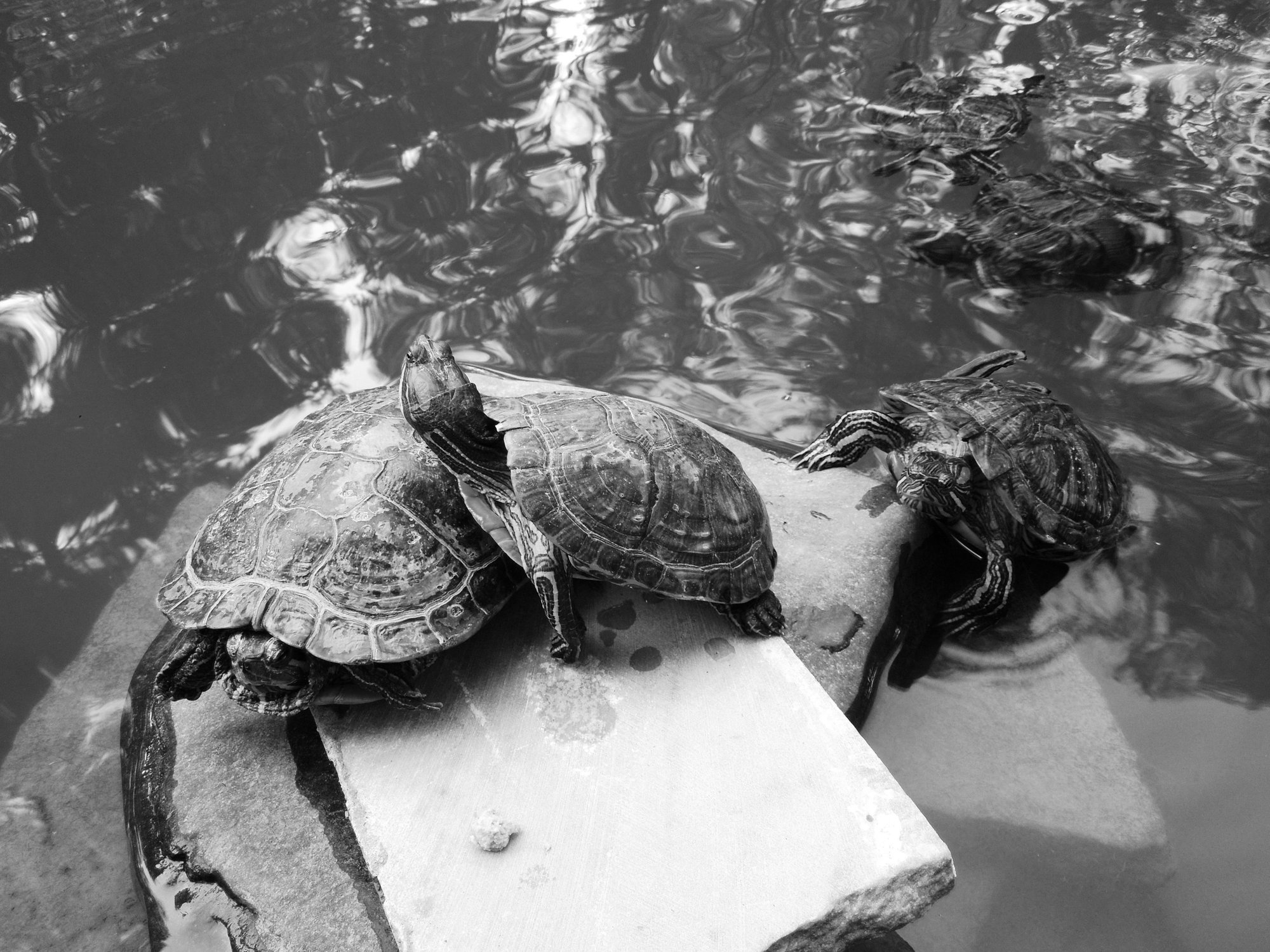 Значение черепахи в природе и жизни человека. Черепахи значение в природе. Черепахи значение в природе и жизни человека.