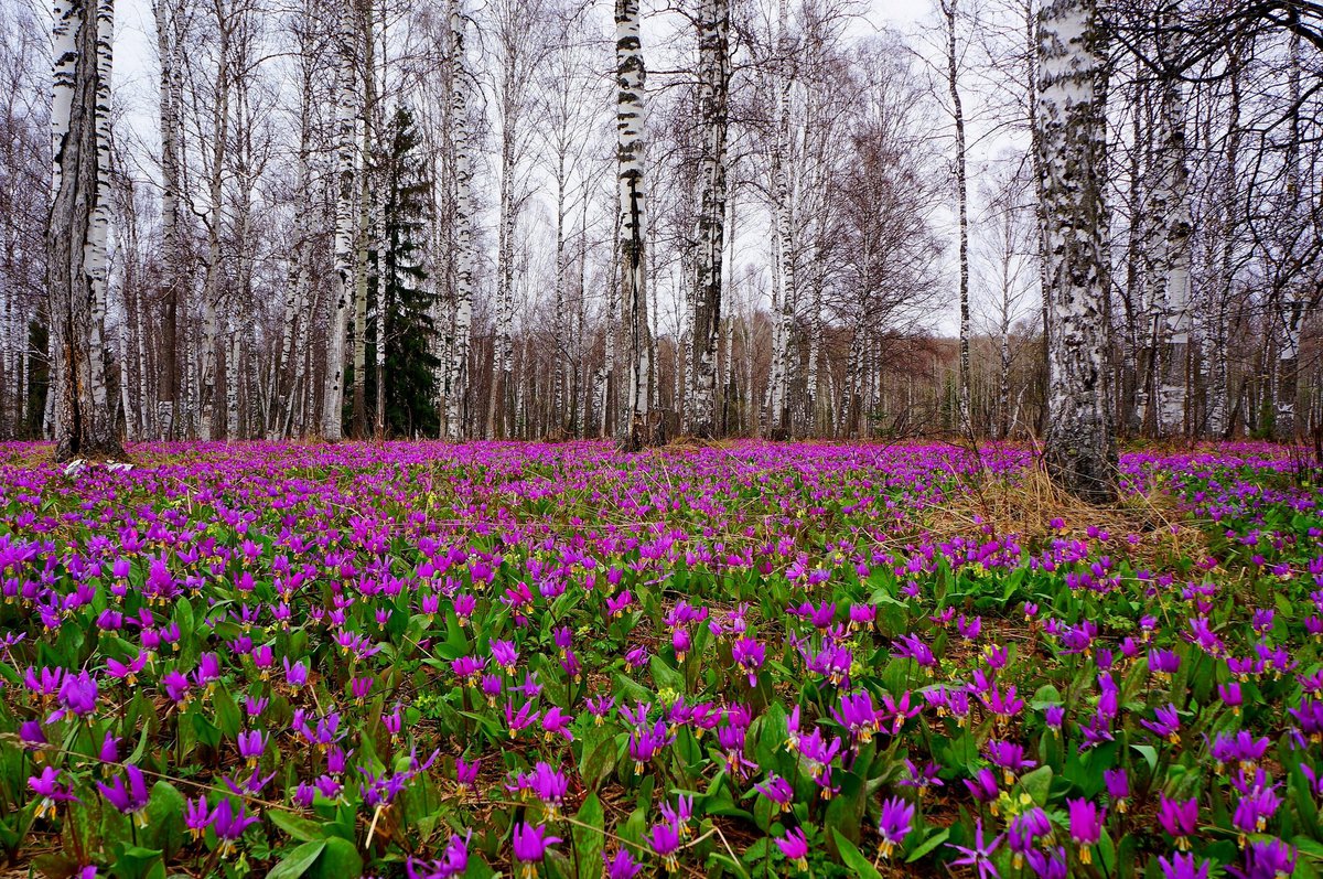 Первоцветы Кисловодска