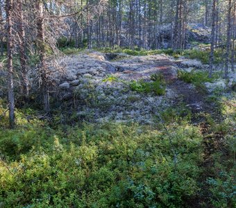 Северокарельский лес