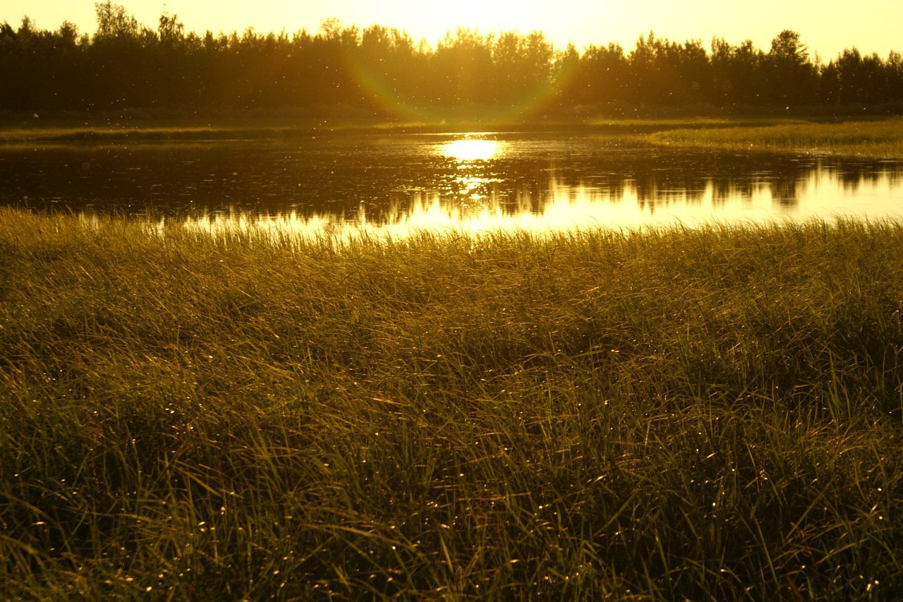 Красота болот Ханты-Мансийских