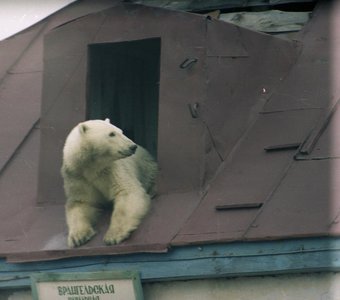 Гости в поселке