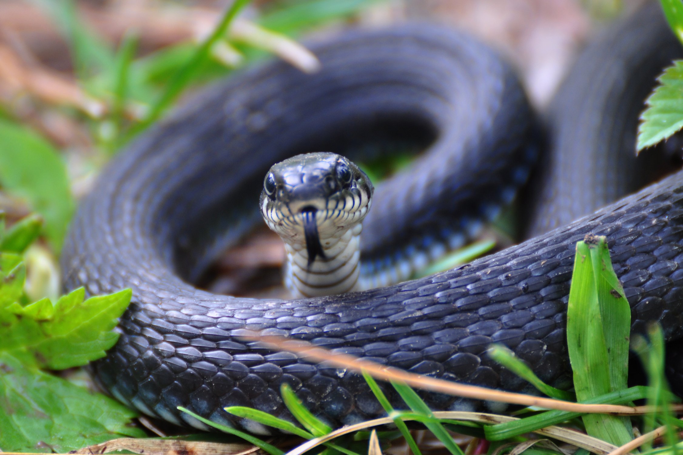 Змей сибири. Обыкновенный уж Natrix Natrix. Гадюка обыкновенная черная. Уж обыкновенный - змея неядовитая. Гадюка Сибирская ядовитая.