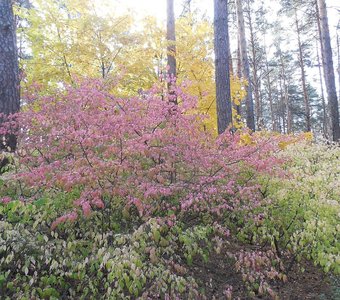 Осенняя палитра