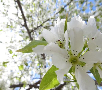 Сибирская яблоня в весеннем цвету