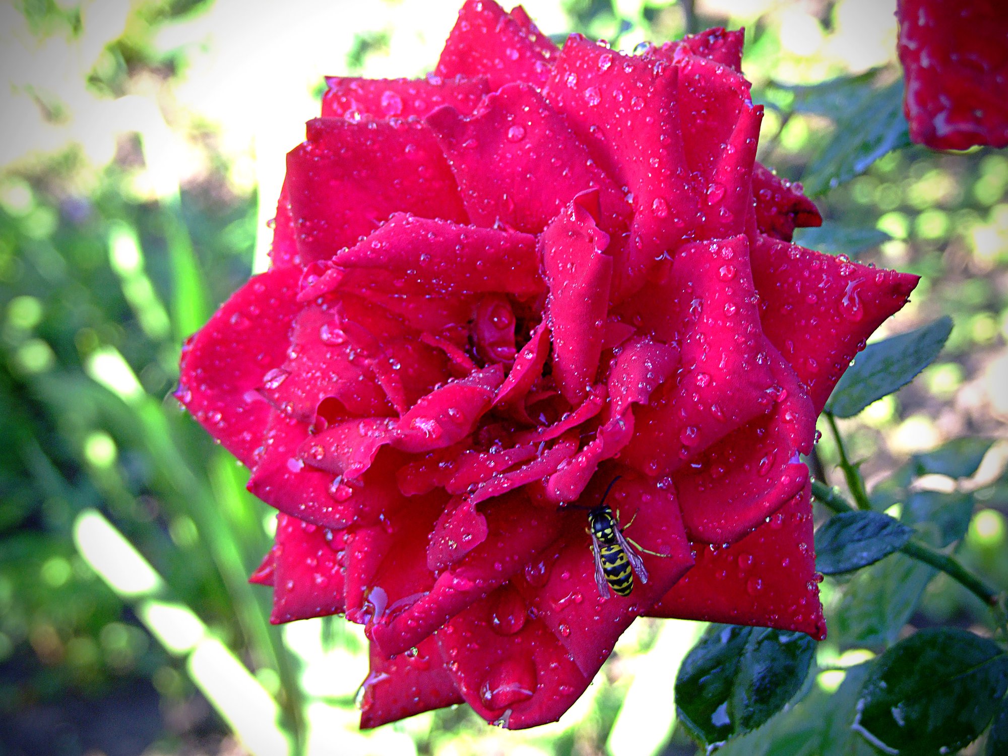 После дождя