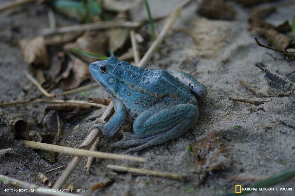 Голубая лягушка - 1