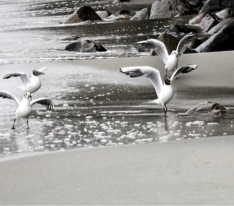 A Dance of Birds