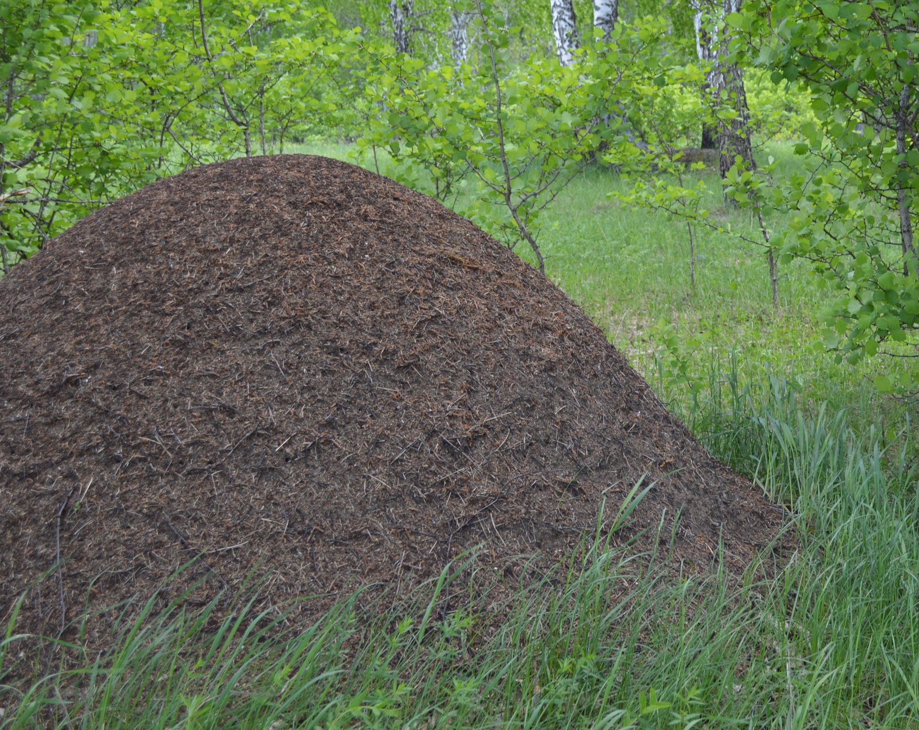 Гигантский муравейник