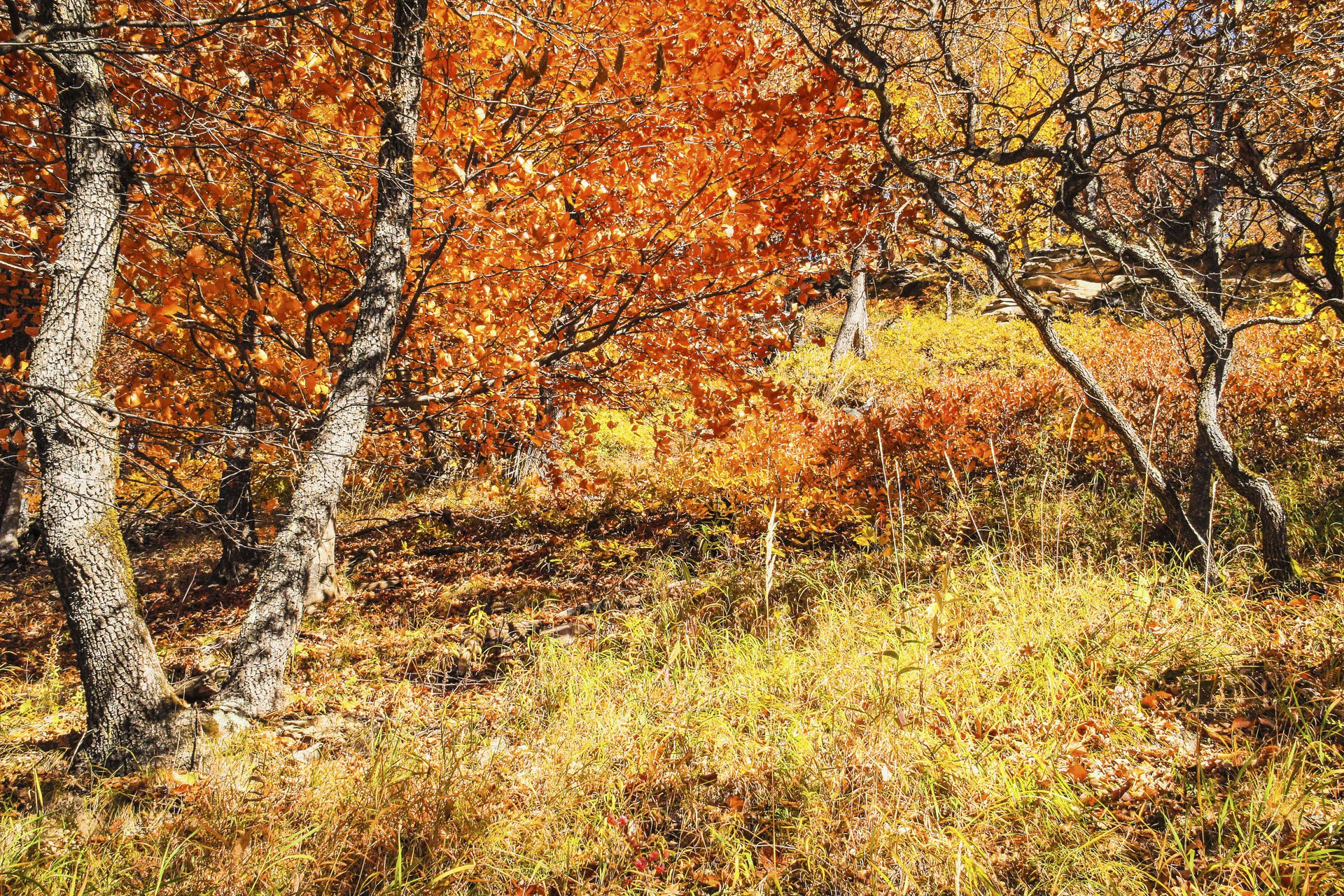 Золотая осень на Западном Кавказе