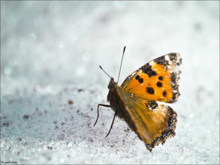 Какие существуют зимние насекомые? Их можно найти даже в лютый мороз!