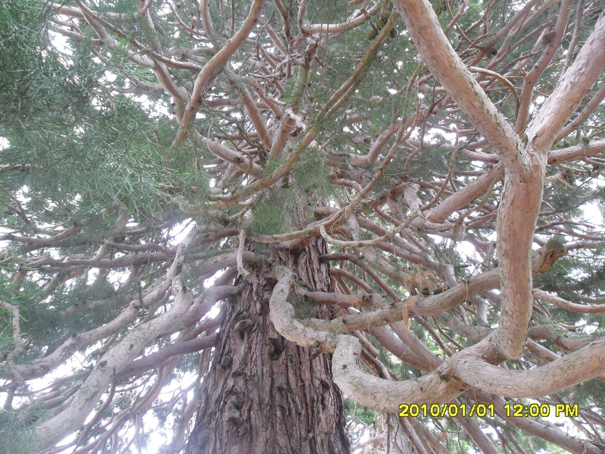 Мамонтово дерево
