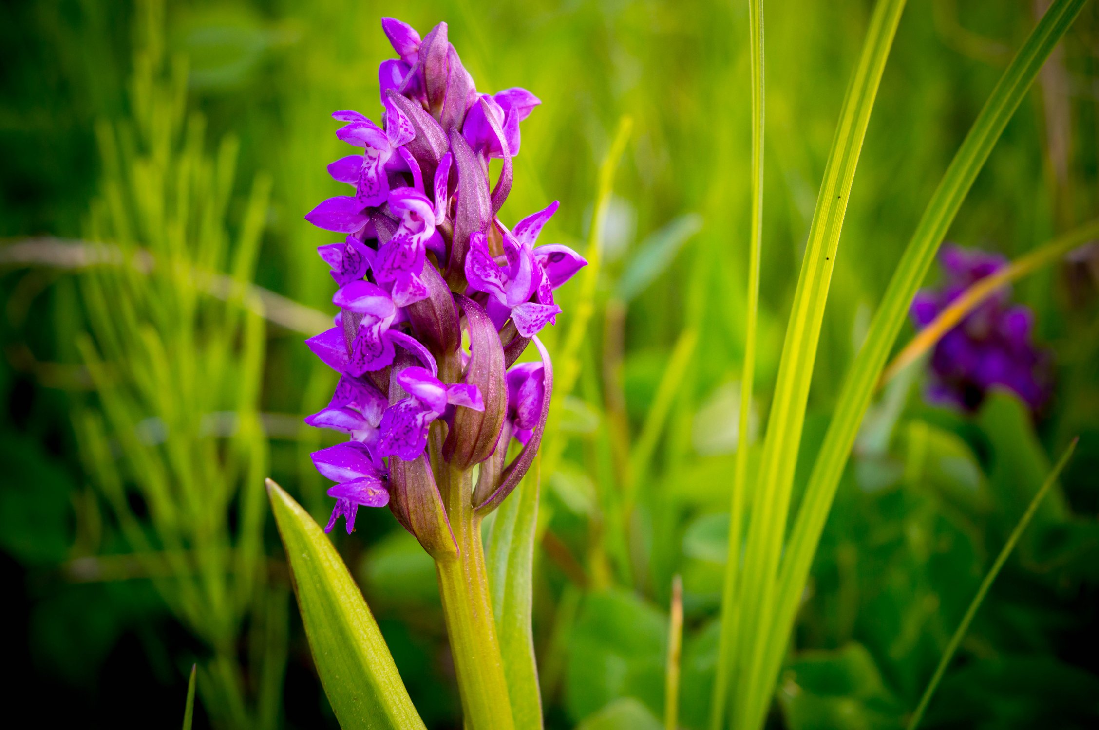 Сибирский цветок