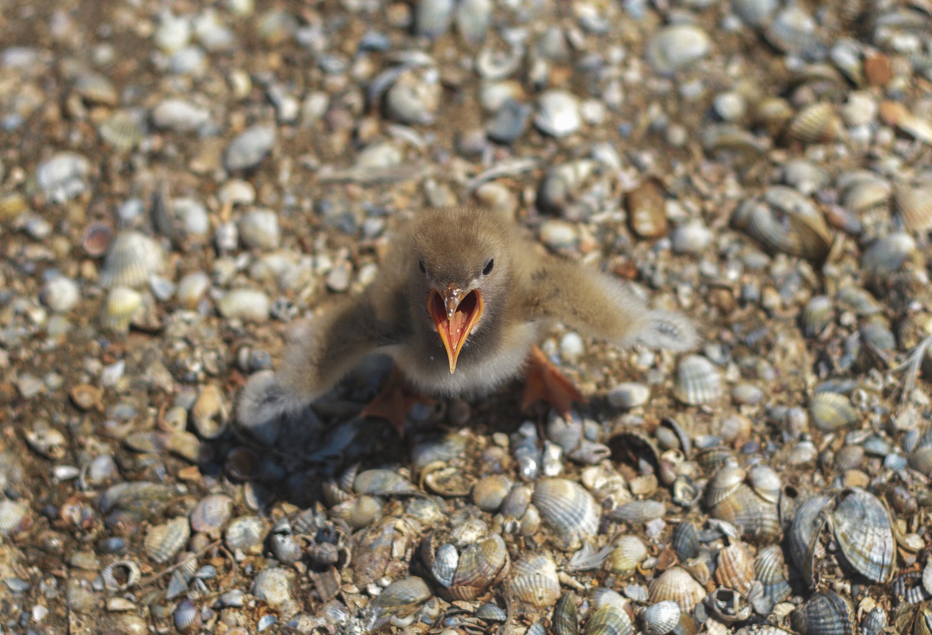 Юный защитник
