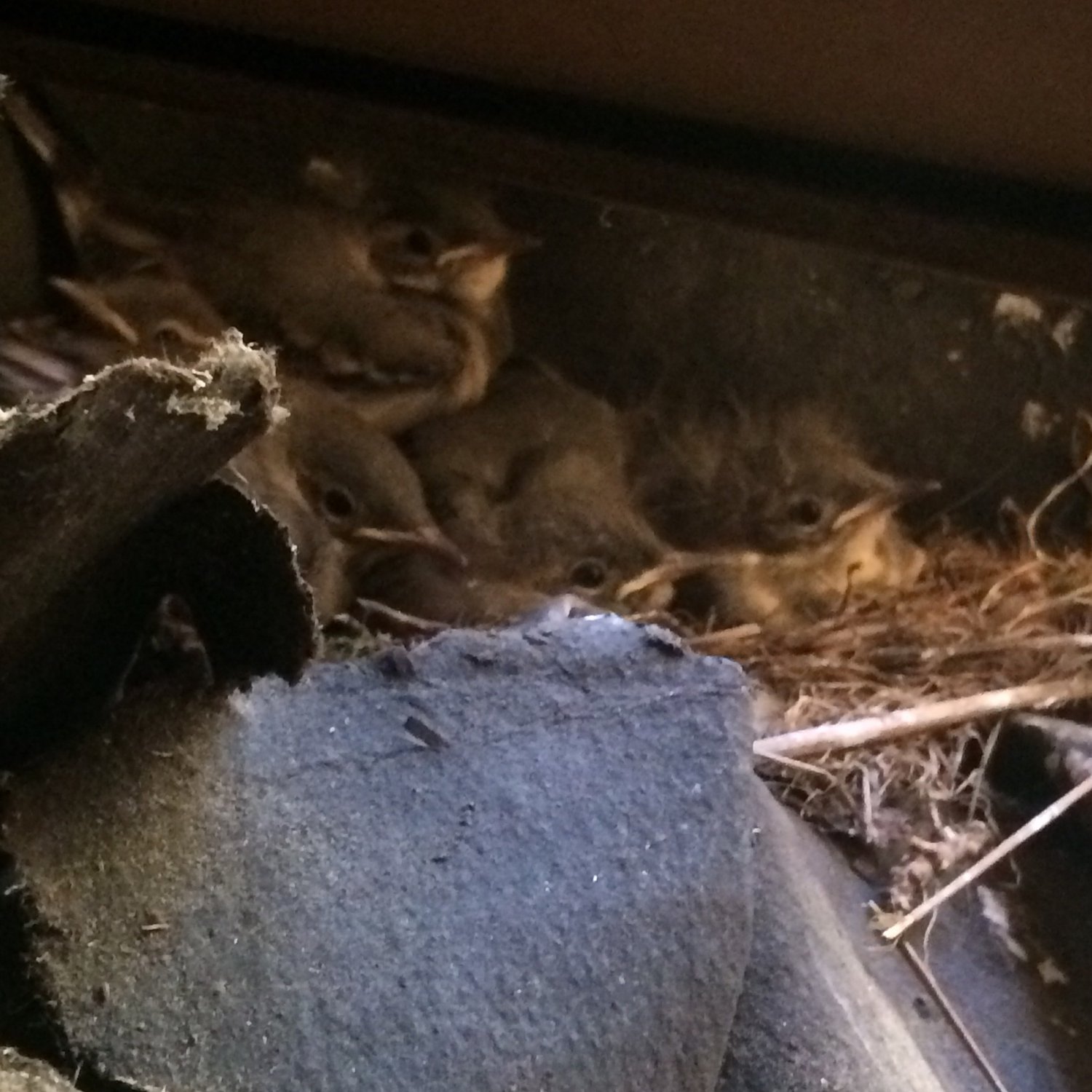 Птенцы Трясогузки