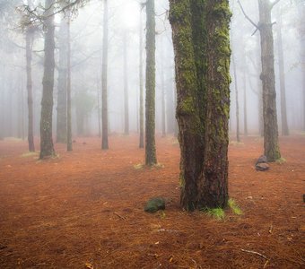 Лесах Эсперанса / Bosque de la Esperanza