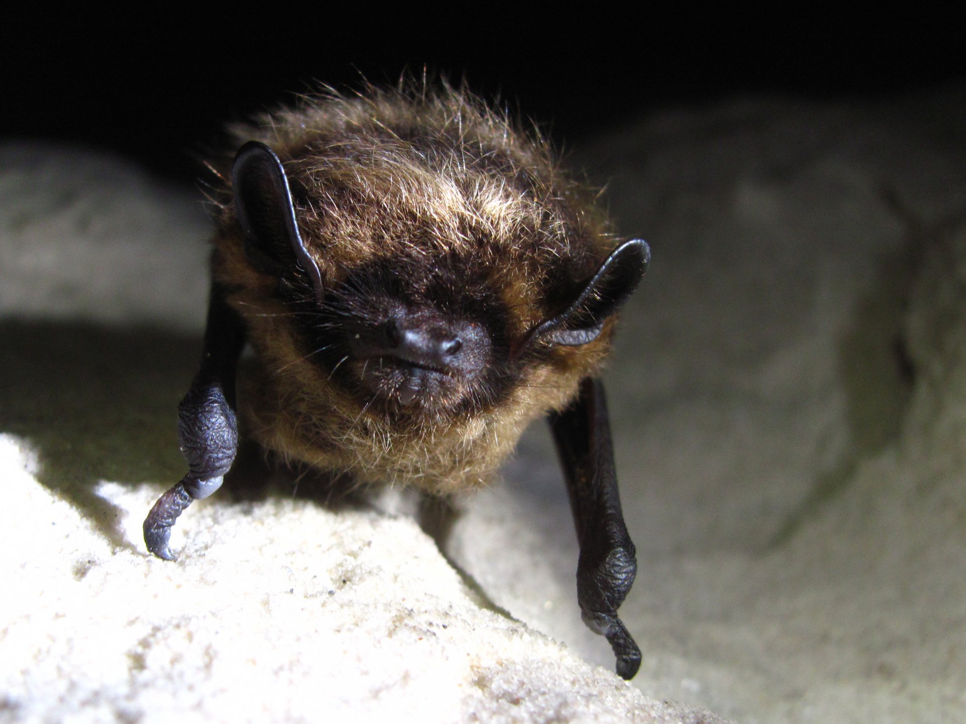 Не будить до весны!