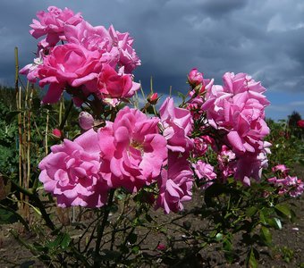 Розы в мамином саду