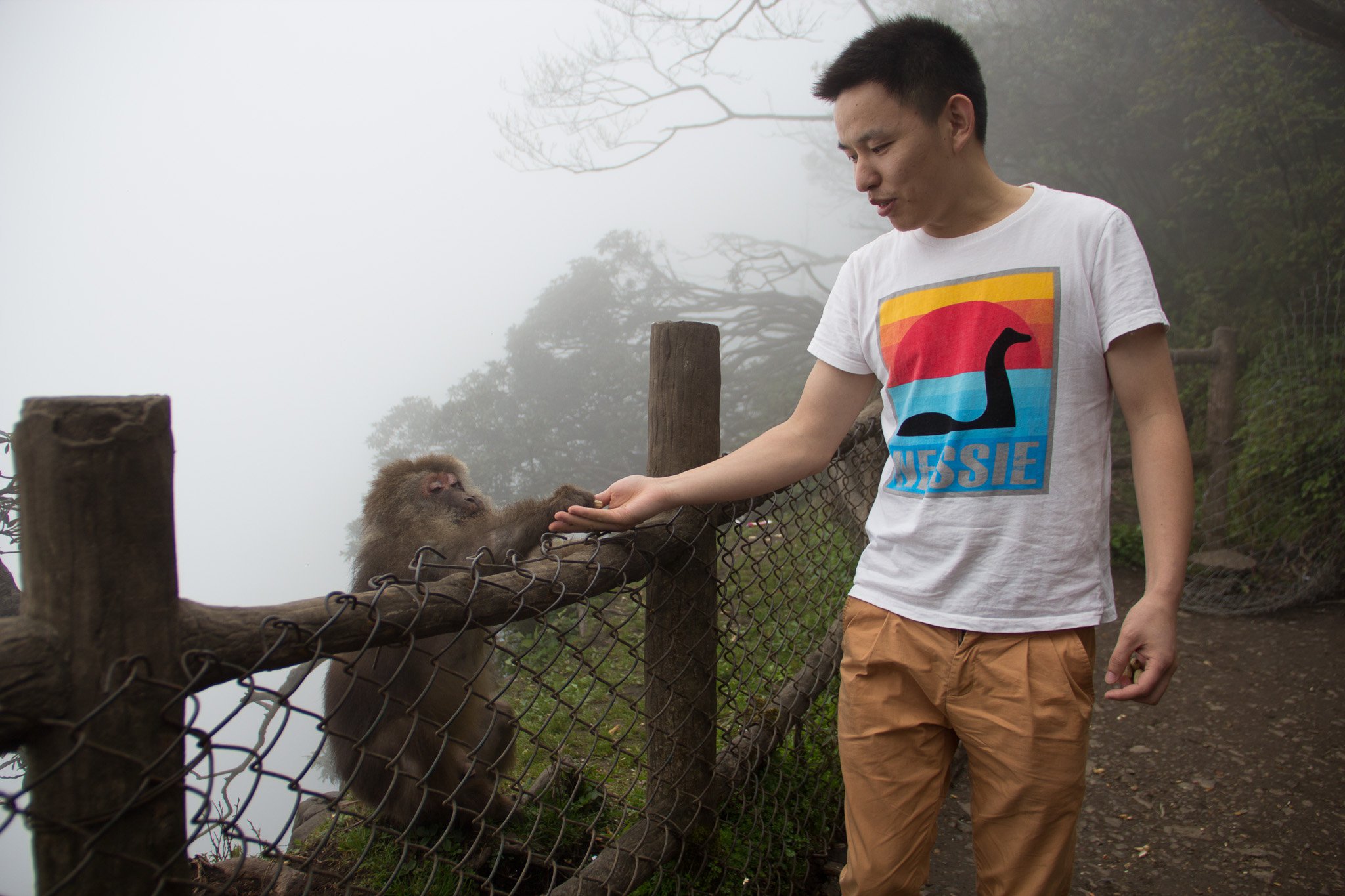 Встреча с дикой обезьяной