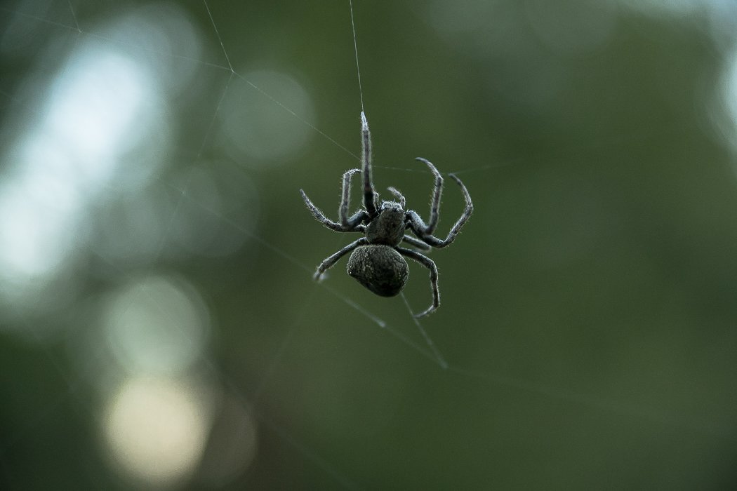 Стоковые фотографии по запросу Чёрный паук