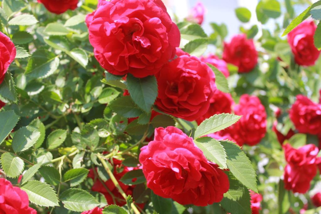 Прекрасные дикие розы