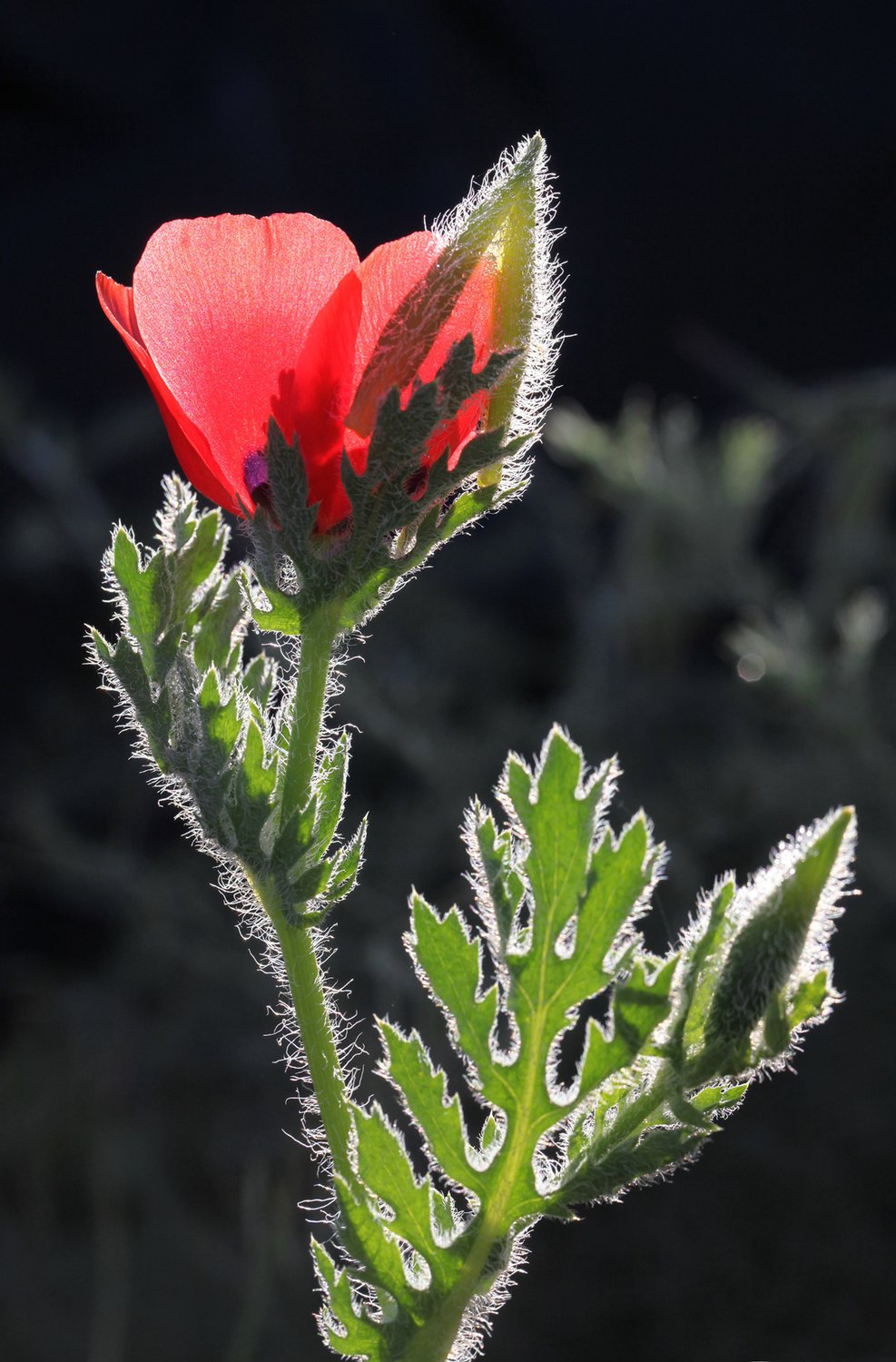 Мохнатый мак