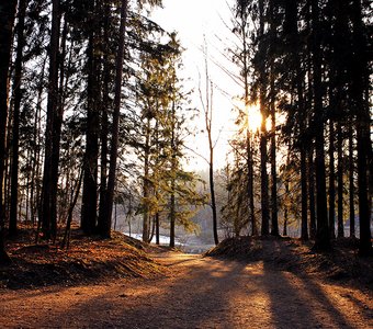 Вечер в лесу