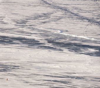 Собака сидит на льду Байкала.