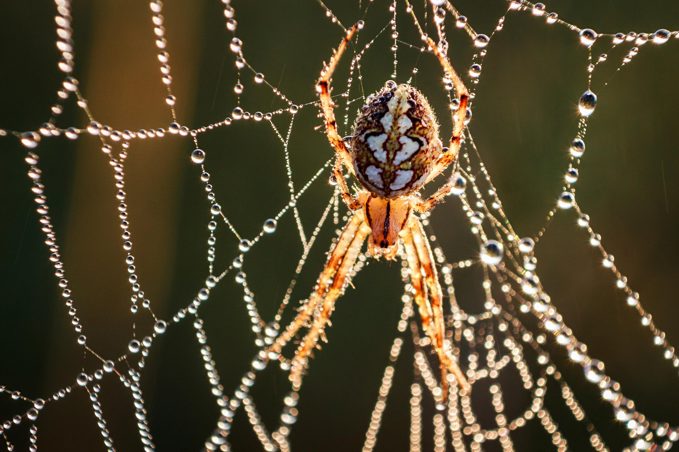 Паук Дубовый (Aculepeira ceropegia)