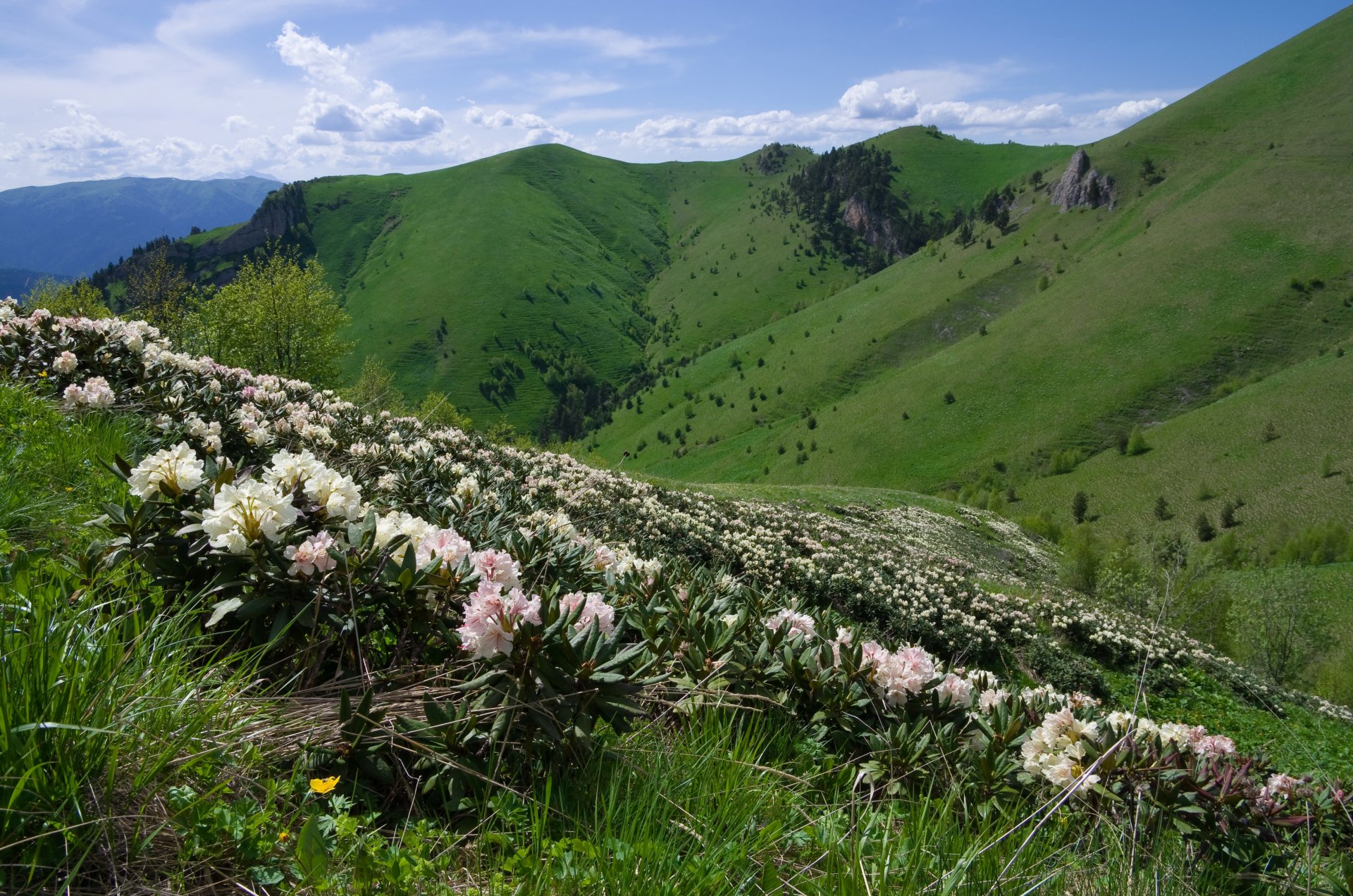 ВЕСЕННЯЯ АДЫГЕЯ