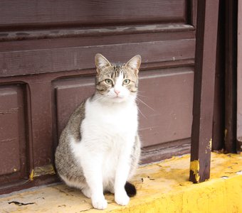 Беременная сербская кошка
