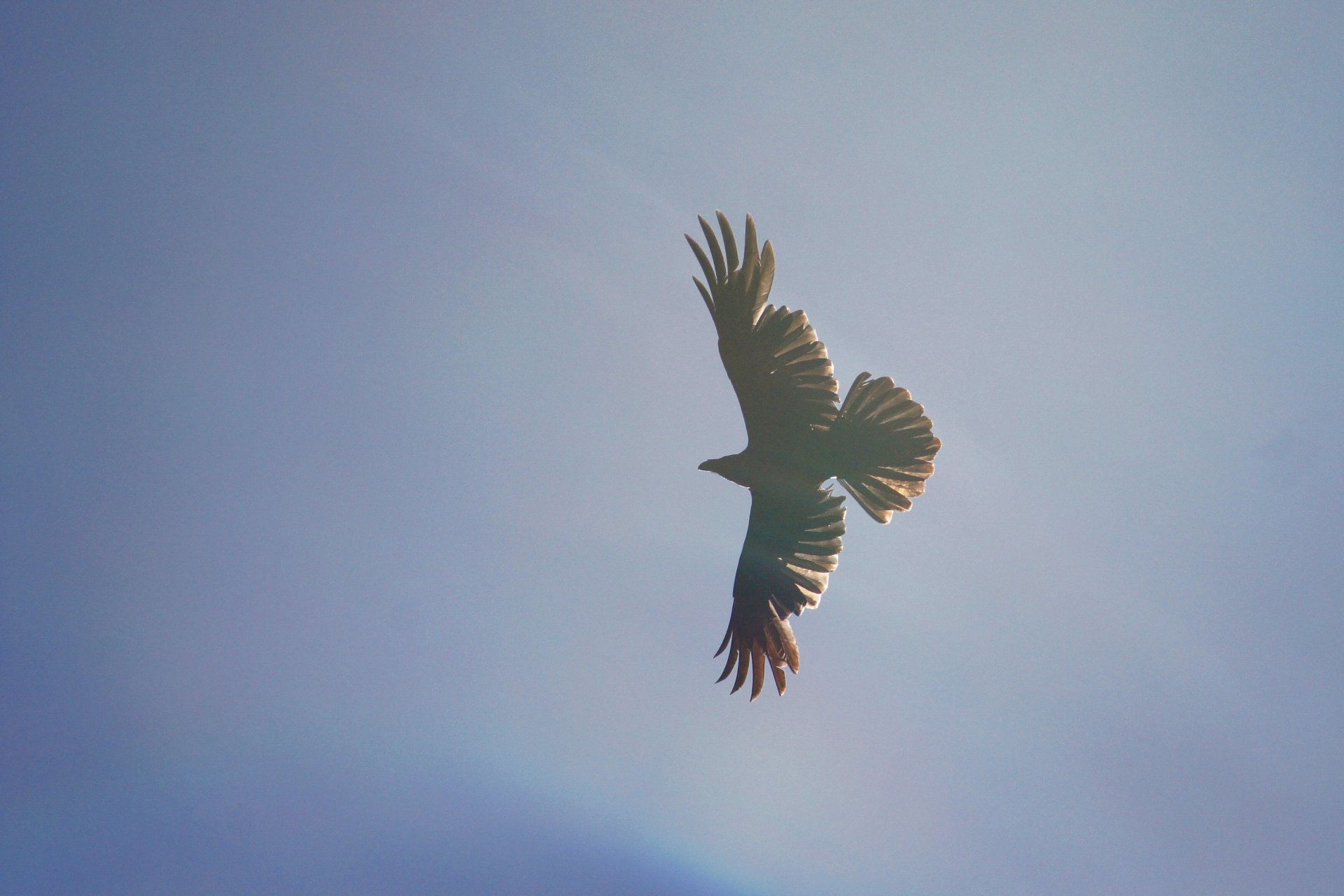 Солнечный ворон