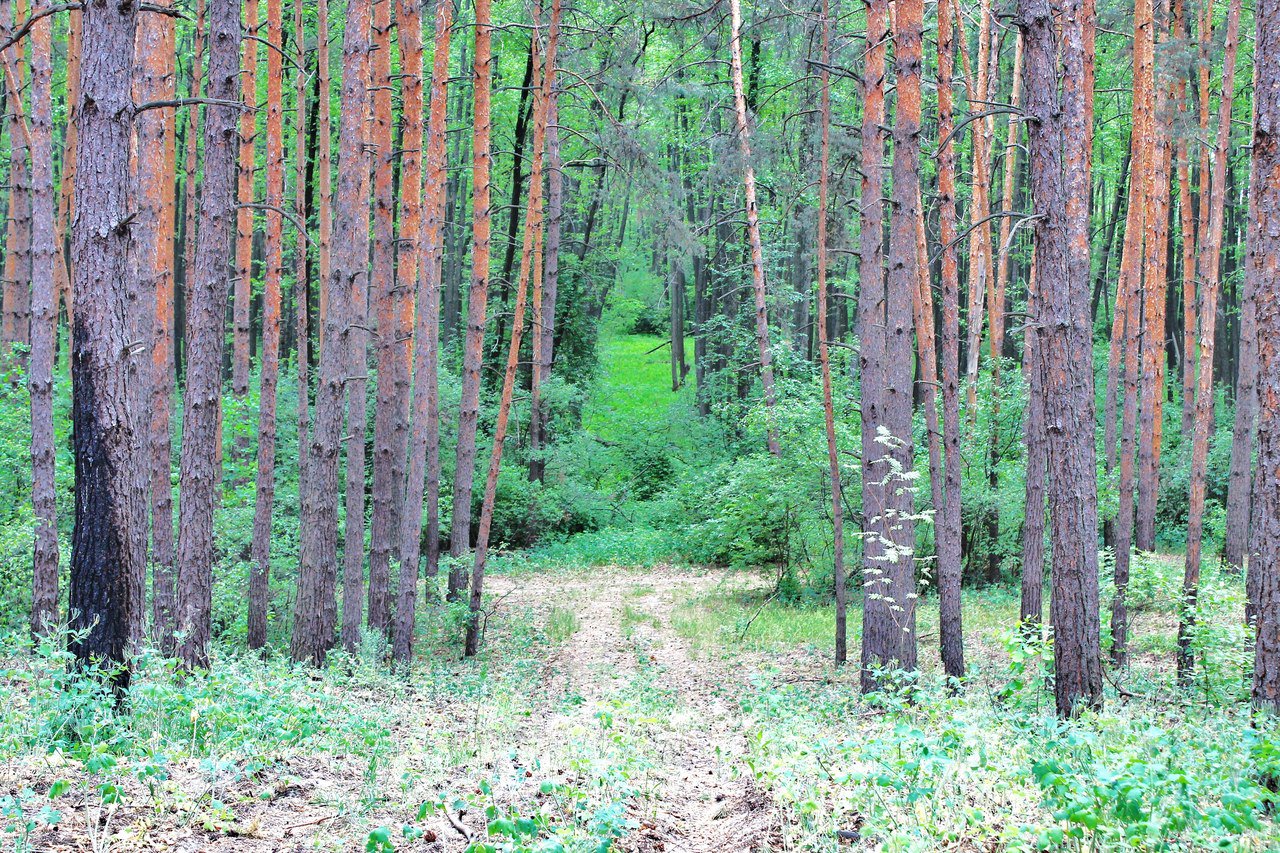 Тропинка в лесу