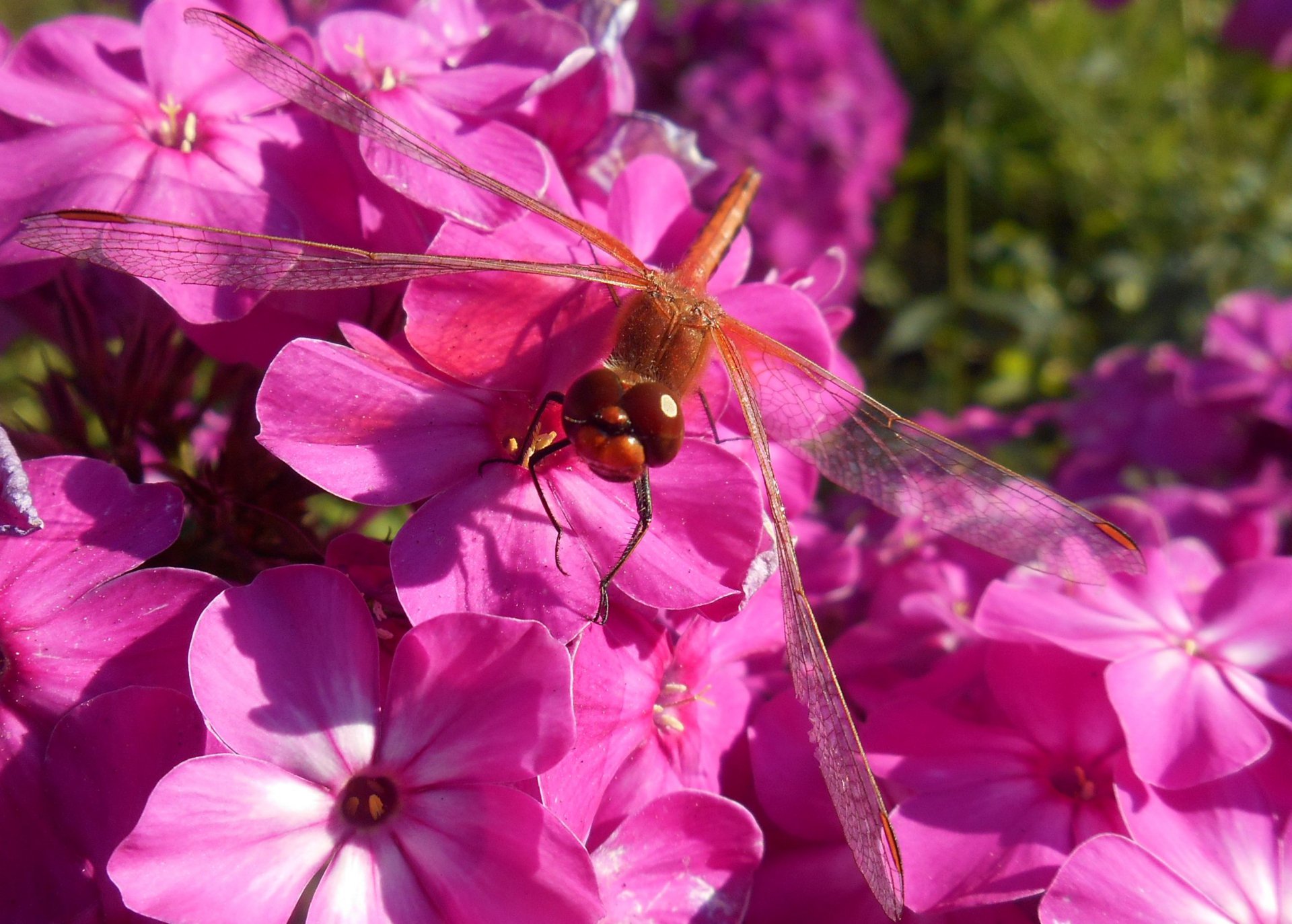 "Ну и что смотришь? Лучше бы чего сладенького дала!"