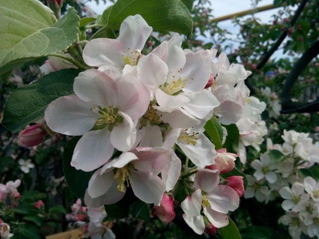 Лесная красавица