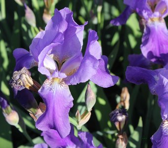 Ирис фиолетовый -реализм цветения.